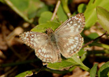 Pyrgus oileus; Tropical Checkered-Skipper; male