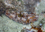 Florida Sea Cucumber