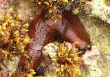Sea Cucumber species