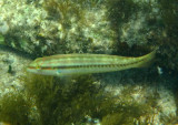 Slippery Dick Wrasse; juvenile