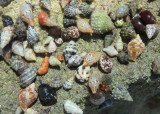 Tricolored Hermit Crabs