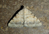 6381 - Digrammia colorata; Creosote Moth