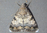 8613 - Forsebia perlaeta; Forsebia Moth; female