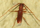 Anoplocurius canotiae; Long-horned Beetle species