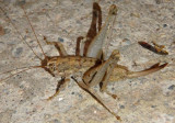 Ateloplus Shield-backed Katydid species; female