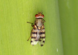 Ceroxys latiusculus; Picture-winged Fly species