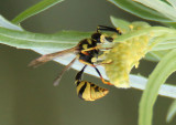 Eumenes Potter Wasp species