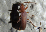 Oxacis False Blister Beetle species