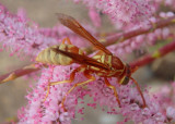 Polistes aurifer; Paper Wasp species