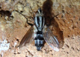 Minthoini Tachinid Fly species