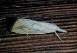 5504 - Xubida dentilineatella; Crambid Snout Moth species