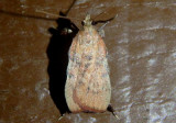 5553 - Galasa nigripunctalis; Pyralid Moth species