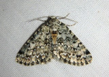6615 - Tracheops bolteri; Geometrid Moth species