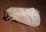 7692 - Dicogaster coronada; Lappet Moth species; male