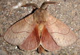 7692 - Dicogaster coronada; Lappet Moth species; male