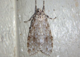 8226 - Carales arizonensis; Tiger Moth species