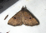 8485 - Nychioptera noctuidalis; Owlet Moth species