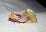 9789 - Chamaeclea pernana; Bird Dropping Moth species