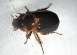 Ancognatha manca; Rhinocerus Beetle species