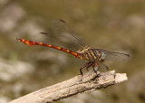 Aphylla protracta; Narrow-striped Forceptail