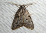 8986 - Meganola dentata; Nolid Moth species