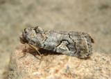 9074 - Metaponpneumata rogenhoferi; Owlet Moth species