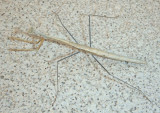 Bactromantis mexicana; Mantid species; female