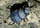 Canthon floridanus; Dung Beetle species
