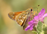 Hesperia colorado; Western Branded Skipper