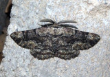 6764 - Phaeoura cristifera; Geometrid Moth species