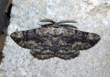 6764 - Phaeoura cristifera; Geometrid Moth species