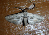 6773 - Holochroa dissociarius dissociarius; Geometrid Moth species