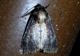 9589 - Properigea costa; Barrens Moth