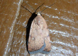 9644 - Micrathetis triplex; Triplex Cutworm Moth
