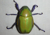 Chrysina beyeri; Beyer's Scarab