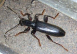 Cymatodera Checkered Beetle species