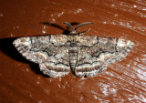 6764 - Phaeoura cristifera; Geometrid Moth species