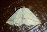 6859 - Neoterpes ephelidaria; Geometrid Moth species