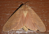 7692 - Dicogaster coronada; Lappet Moth species; female