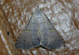 8370 - Bleptina caradrinalis; Bent-winged Owlet