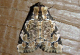 9716 - Stibaera thyatiroides; Whaleback Moth