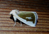 9737 - Neumoegenia poetica; Poetry Moth
