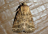 11134.3 - Schinia mexicana; Flower Moth species