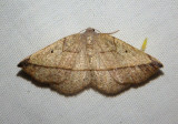 6940 - Eusarca tibiaria; Geometrid Moth species