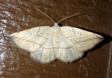 6940 - Eusarca tibiaria; Geometrid Moth species