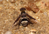 Hemipenthes lepidota; Bee Fly species