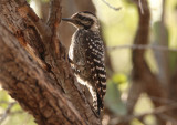 Ladder Backed Woodpecker; female