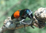 Megalostomis pyropyga; Leaf Beetle species