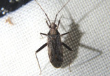 Phytocoris Plant Bug species