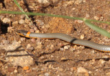 Regal Ring-necked Snake
